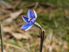 Thelymitra × truncata