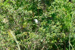 Lybius leucocephalus