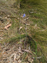 Thelymitra × truncata