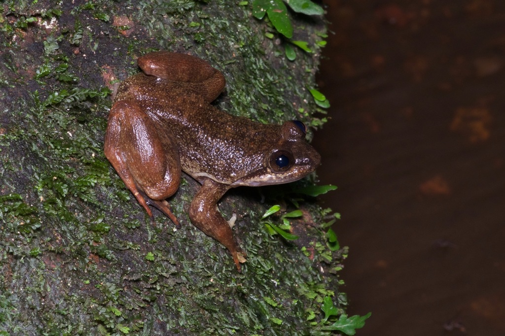 Atewa Slippery Frog