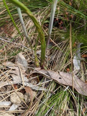 Thelymitra × truncata