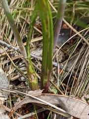 Thelymitra × truncata