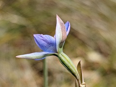 Thelymitra × truncata