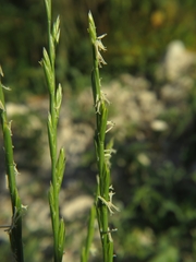 Lolium rigidum