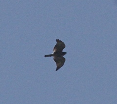 Buteo platypterus