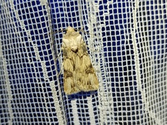 Agrotis herzogi