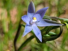 Thelymitra bracteata