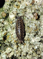 Porcellionides cingendus