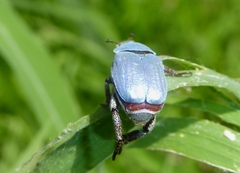 Hoplia coerulea