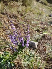 Anarrhinum bellidifolium