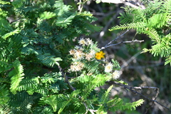 Vachellia pennatula
