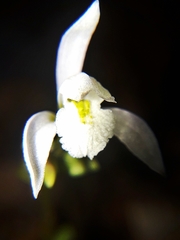 Triphora trianthophoros