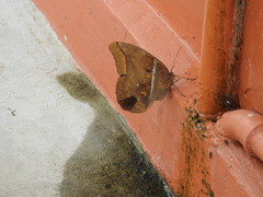 Brassolini