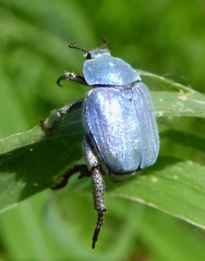 Hoplia coerulea