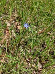Thelymitra bracteata