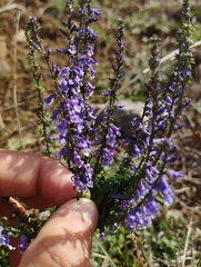 Anarrhinum bellidifolium