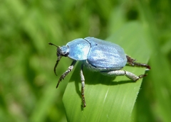 Hoplia coerulea