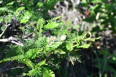 Vachellia pennatula