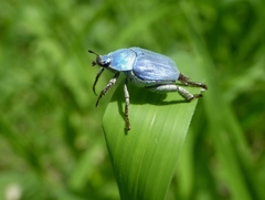 Hoplia coerulea
