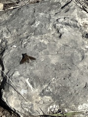 Poecilanthrax lucifer