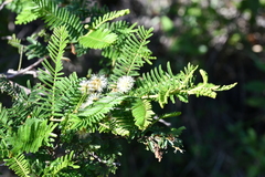 Vachellia pennatula