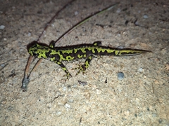 Triturus marmoratus
