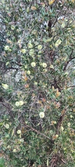 Melaleuca squarrosa