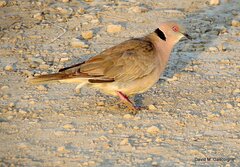 Streptopelia decipiens