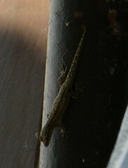 Lygodactylus angularis