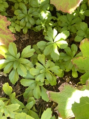 Pachysandra terminalis