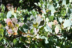 Quercus glaucoides