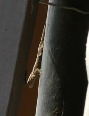 Lygodactylus angularis