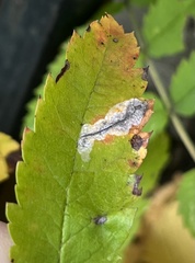 Phyllonorycter leucographella