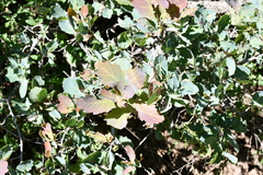 Quercus glaucoides
