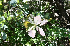 Quercus glaucoides