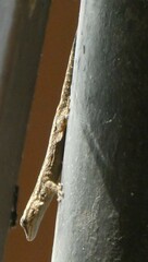 Lygodactylus angularis