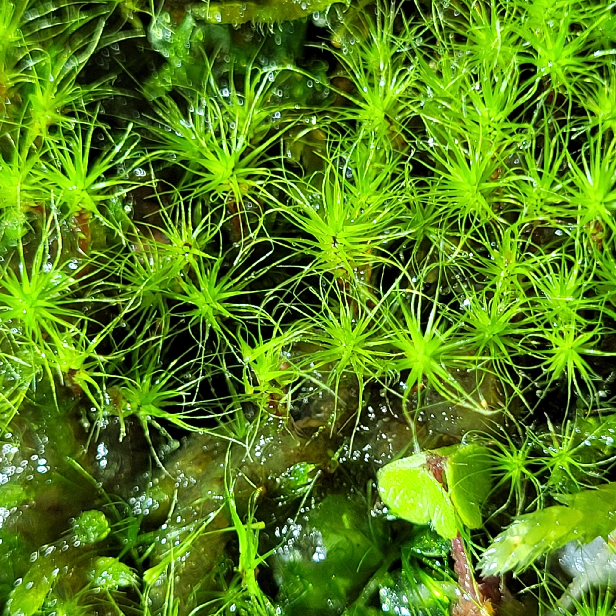 Dicranodontium denudatum