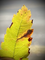 Phyllonorycter leucographella