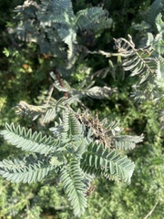 Astragalus pycnostachyus