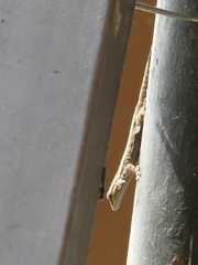 Lygodactylus angularis