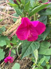 Mirabilis multiflora