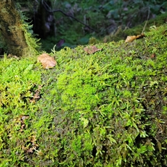 Dicranodontium denudatum