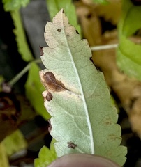 Phyllonorycter leucographella
