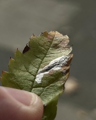 Phyllonorycter leucographella