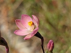 Thelymitra rubra
