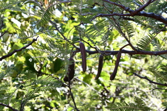Vachellia pennatula