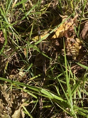 Thamnophis saurita saurita