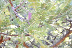 Vachellia pennatula