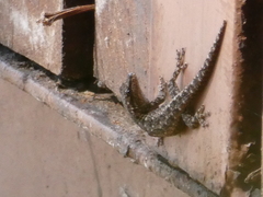 Lygodactylus angularis