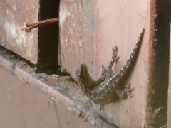 Lygodactylus angularis